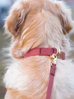 Laisse waterproof Cloud pour chien - Mûre - Shop Sunny Tails
