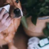 80 Lingettes lavantes pour chien - Compostables - Noix de Coco 🥥