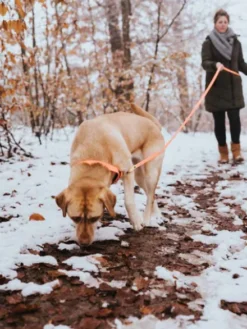 Longe convenience 5m ou 12m pour chien - Orange néon - Hunter