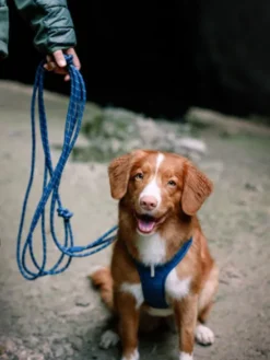 Longe en corde recyclée pour chien - Deep teal - Woolly Wolf