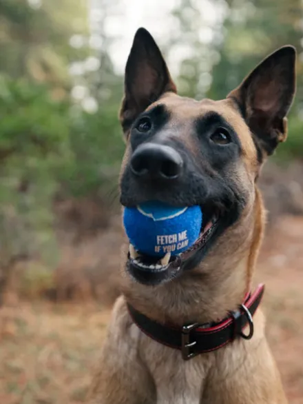 Lot de 4 balles de tennis pour chien - Pet PLAY