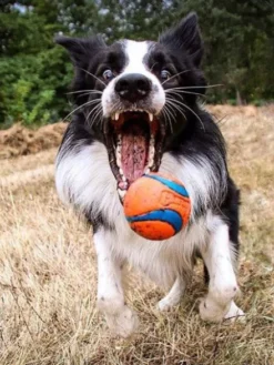 Lot de 2 balles en caoutchouc pour chien - Chuck It! - Taille M