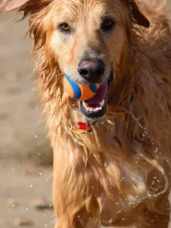 Lot de 2 balles en caoutchouc pour chien - Chuck It! - Taille M