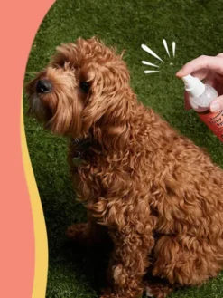 Lotion anti démangeaison pour Chien - Itchy Dog Spritz - Natural Dog Company