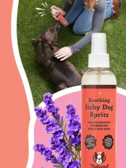 Lotion anti démangeaison pour Chien - Itchy Dog Spritz - Natural Dog Company