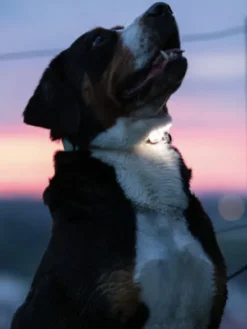 Lumière haute visibilité pour chien - Max & Molly Matrix 2.0 - Rose Clair