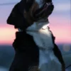 Lumière haute visibilité pour chien - Max & Molly Matrix 2.0 - Lavande