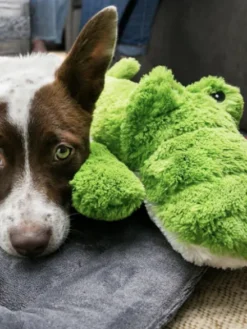 Maxi peluche Ali l'alligator pour chien - KONG Cozies