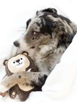 Max l'Ours - Peluche pour chien