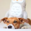 Molly la Chouette - Peluche pour chien