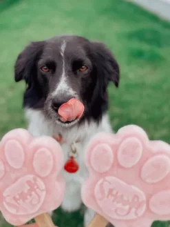 Moule à glaces pour chien - Taille M - Smoofl