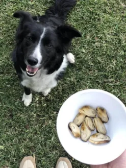 Moules vertes de Nouvelle-Zélande au naturel pour chien - Canumi