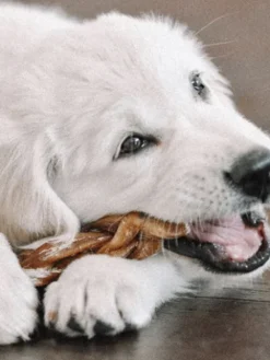 Nerf de boeuf - Bully Stick tressé à mâcher pour chien - 12 cm