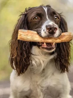 No-Hide - Friandise à mâcher pour chien - Chevreuil 🦌 - Earth Animal