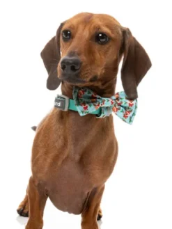 Nœud papillon pour chien - Blitzen Blizzard - FuzzYard