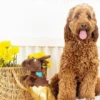 Peluche avec corde pour chien - Dino chocolat - Fringe PetShop