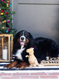 Peluche de Noël pour chien - Cookie-saurus 🦖🍪 - Fringe Petshop
