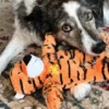 Peluche KONG Tigre pour chien - Wild Knots Tiger 🐯 M/L