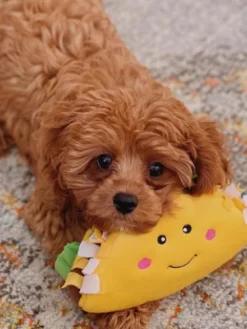 Peluche originale pour chien - 🌮 Tacos Nomnomz - Zippy Paws