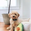 Peluche originale pour chien - 🥑 Avocat Nomnomz - Zippy Paws
