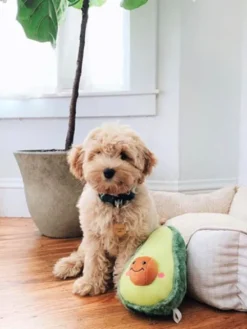 Peluche originale pour chien - 🥑 Avocat Nomnomz - Zippy Paws