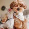 Peluche originale pour chien - Lama Super-héro 🦙🦸🏽‍♂️ - Fringe PetShop