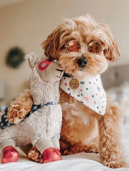 Peluche originale pour chien - Lama Super-héro 🦙🦸🏽♂️ - Fringe PetShop