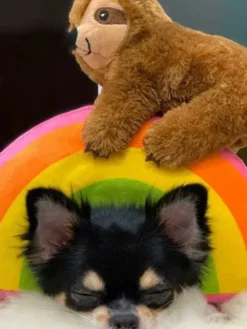 Peluche originale pour chien - Paresseux sur un arc-en-ciel 🦥🌈 - Fringe PetShop