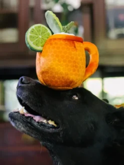 Peluche pour chien - Barktender - Mospaw Mule 🍹 - Pet PLAY