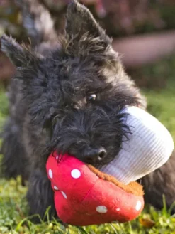 Peluche pour chien Blooming Buddies - Champignon 🍄 - Pet PLAY