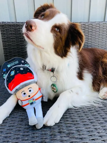 Peluche pour chien Fun Guys - Cosmo Mushroom 🧑🚀 - Fuzzyard