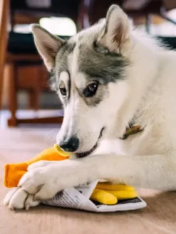 Peluche pour chien - international classic - Fish and Chips 🐟🍟 - Pet PLAY