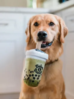 Peluche pour chien - Matcha Boba 🧋 - Pet PLAY