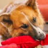 Peluche pour chien - Ocean Buddies Homard 🦞 - Pet PLAY