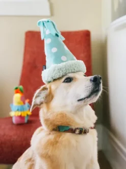 Peluche pour chien - Party Animals 🥳 Chapeau d'anniversaire - Pet PLAY
