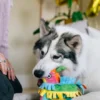 Peluche pour chien - Party Animals 🥳 Pinata - Pet PLAY