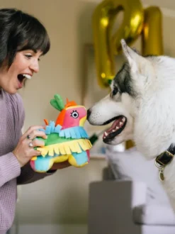 Peluche pour chien - Party Animals 🥳 Pinata - Pet PLAY