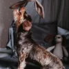 Peluche pour chien sans couineur - Lapin 🐇 - Hunter