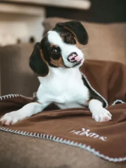 Plaid couverture XL pour chien - Marron - Hunter