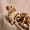 Plaid pour chien - Tartan moutarde et sherpa - Cafide