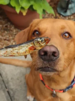Poisson séché pour chien - Sprats