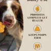 Poudre de Citrouille et Probiotiques pour chien - Hackney Dog House
