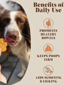Poudre de Citrouille pour chien - Hackney Dog House