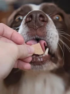Pâtée naturelle pour chien - Canard 🦆 - JR Pet Products
