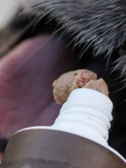 Pâté en tube pour chien avec 90% de viande de Porc 🐖 - WildBorn