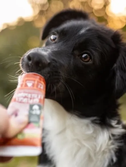 Pâté en tube pour chien avec 87% de viande de Volaille 🐓 - WildBorn