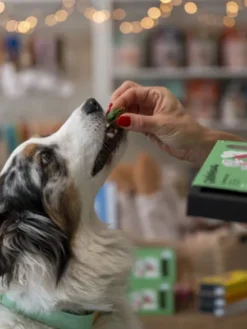 Pâtisserie pour chien - Le Moelleux Hygiène bucco-dentaire - Delamour