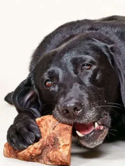 Racine de Bruyère naturelle à mâcher pour chien