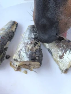 Sardines de la côte Atlantique au naturel pour chien - Canumi