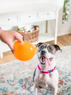 Snoop Orbee-Tuff pour chien - jouet interactif distributeur de friandises